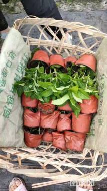 高度25厘米绣球