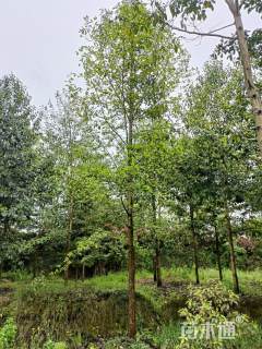 22公分乐昌含笑