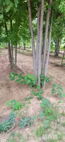 高度400厘米丛生美国红枫