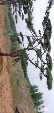 20公分造型油松