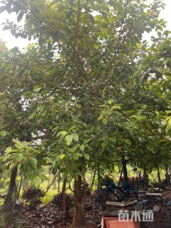 高度5000厘米富贵榕