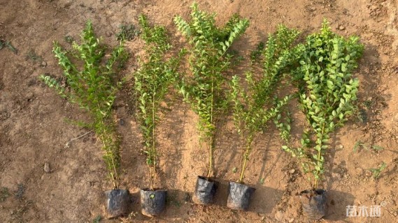 高度60厘米小叶女贞