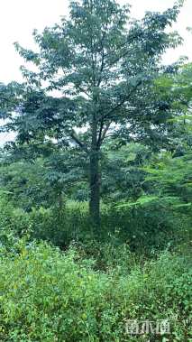 25公分大腹木棉