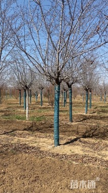 16公分高杆染井吉野樱