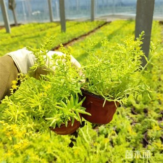 高度18厘米金叶佛甲草