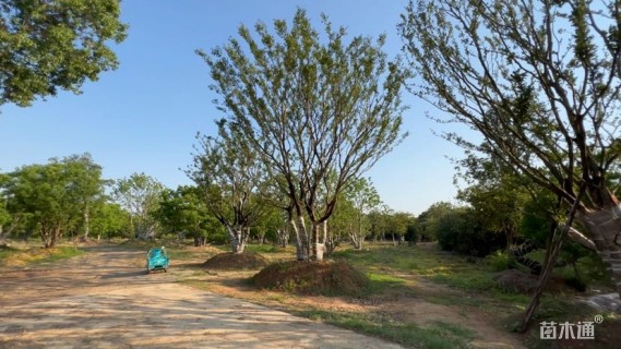 14公分(5杆)丛生乌桕