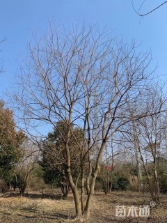 35公分(4杆)丛生乌桕