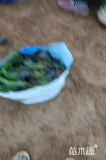 高度30厘米拂子茅