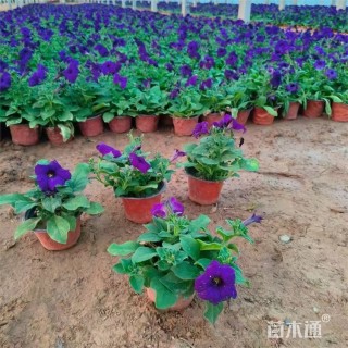 高度20厘米牵牛