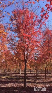 18公分美国红枫-秋火焰