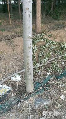 10公分美国红枫