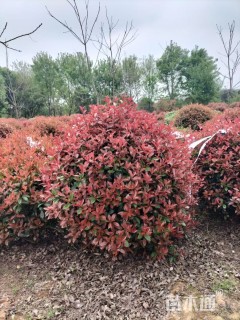 冠幅150厘米红叶石楠球