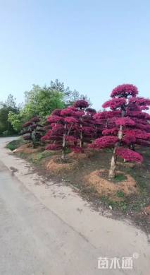 高度280厘米红花继木