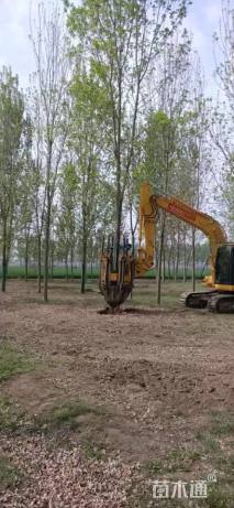 12公分速生白蜡