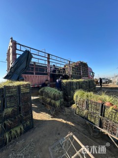 高度40厘米金叶苔草