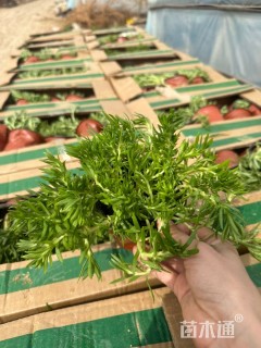 高度10厘米佛甲草