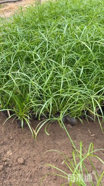高度60厘米旱伞草