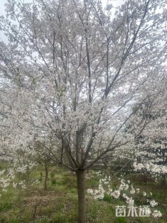 12公分染井吉野樱