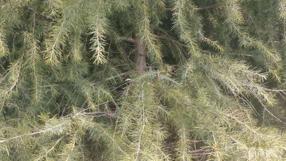高度400厘米雪松