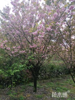 15公分日本晚樱