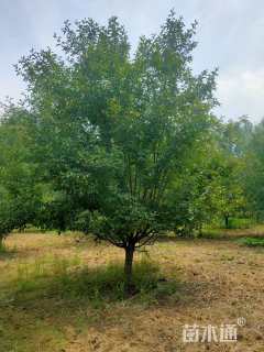 16公分北美海棠