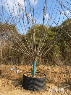 15公分染井吉野樱