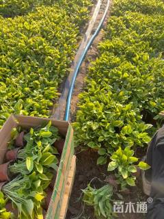 高度20厘米玉簪