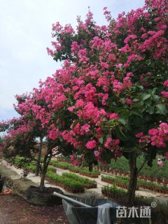 20公分造型紫薇