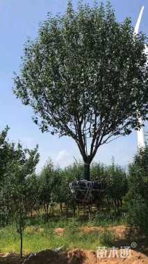 14公分八棱海棠