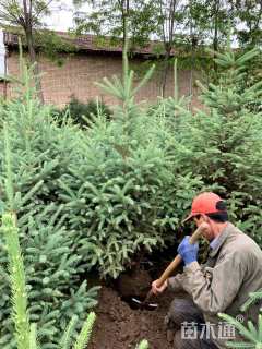 高度200厘米红皮云杉