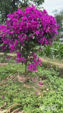 高度150厘米三角梅