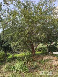 高度400厘米丛生石榴