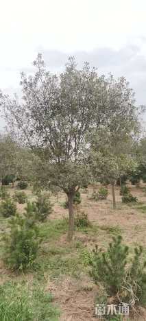 13公分红叶石楠