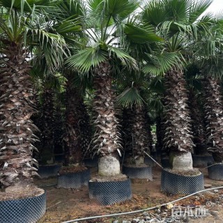 裸干高200厘米华棕