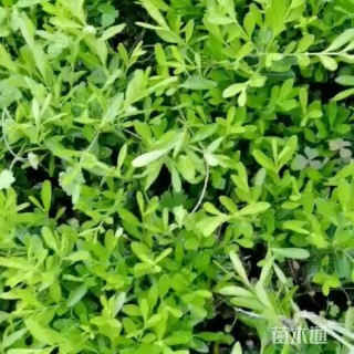 高度35厘米豆瓣黄杨