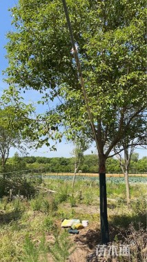 15公分大叶女贞