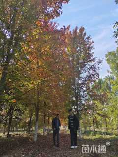 18公分美国红枫