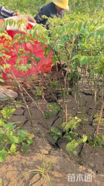 高度4060厘米紫穗槐