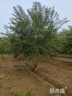 高度7厘米丛生五角枫