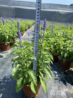 高度20厘米鼠尾草