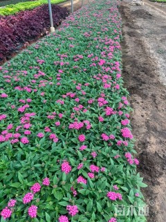 高度17厘米五星花