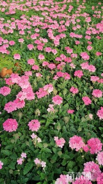 高度15厘米美女樱