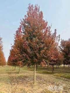 16公分美国红枫