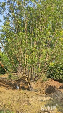 12公分丛生绚丽海棠