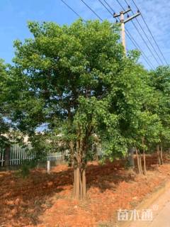 50公分丛生乌桕