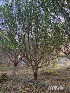 高度700厘米丛生山桃