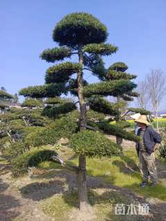 移栽苗造型罗汉松