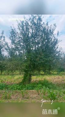 15公分绚丽海棠