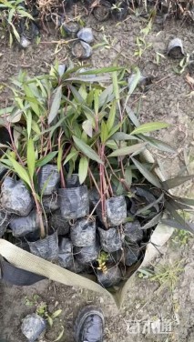 高度40厘米翠芦莉