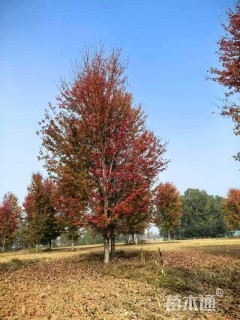 30公分美国红枫